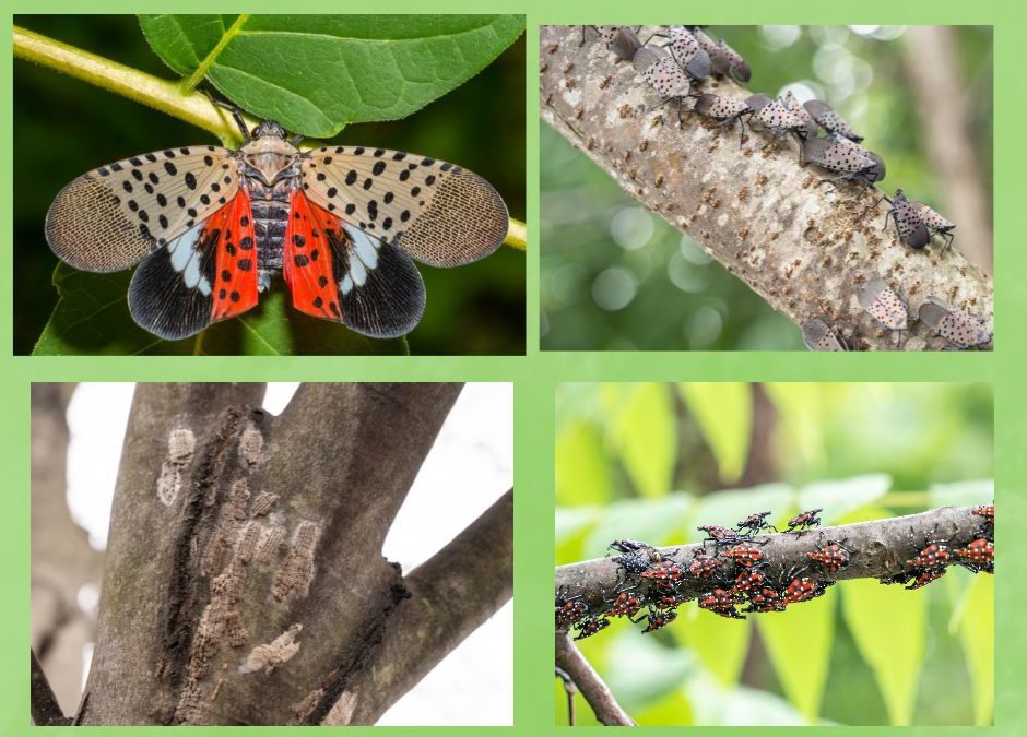Mosquito Squad: Helping Fight the Spotted Lanternfly in Long Island